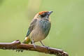 Scrub Tanager Stilpnia vitriolina