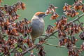 Scrub Tanager Stilpnia vitriolina