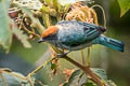 Scrub Tanager Stilpnia vitriolina