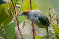 Scrub Tanager Stilpnia vitriolina