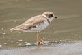 Semipalmated Plover Charadrius semipalmatus