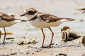 Semipalmated Plover Charadrius semipalmatus