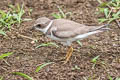 Semipalmated Plover Charadrius semipalmatus