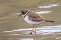 Semipalmated Plover Charadrius semipalmatus