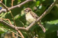 Sepia-capped Flycatcher Leptopogon amaurocephalus diversus