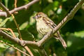 Sepia-capped Flycatcher Leptopogon amaurocephalus diversus