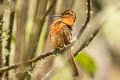 Shining Sunbeam Aglaeactis cupripennis cupripennis