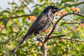 Shiny Cowbird Molothrus bonariensis venezuelensis