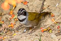 Sierra Nevada Brushfinch Arremon basilicus