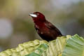 Crimson-backed Tanager Ramphocelus carbo unicolor