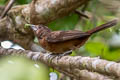 Crimson-backed Tanager Ramphocelus carbo unicolor