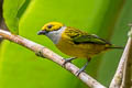 Silver-throated Tanager Tangara icterocephala icterocephala