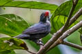 Slate-coloured Grosbeak Saltator grossus saturatus