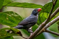 Slate-coloured Grosbeak Saltator grossus saturatus