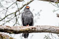 Slate-coloured Hawk Buteogallus schistaceus