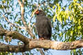 Slate-coloured Hawk Buteogallus schistaceus