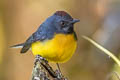 Slate-throated Whitestart Myioborus miniatus sanctaemartae