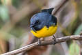 Slate-throated Whitestart Myioborus miniatus sanctaemartae