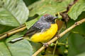 Slate-throated Whitestart Myioborus miniatus ballux