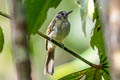 Slaty-capped Flycatcher Leptopogon superciliaris poliocephalus