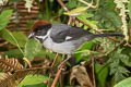 Slaty Brushfinch Atlapetes schistaceus schistaceus