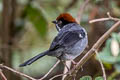 Slaty Brushfinch Atlapetes schistaceus schistaceus