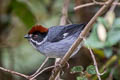 Slaty Brushfinch Atlapetes schistaceus schistaceus