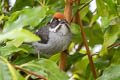 Slaty Brushfinch Atlapetes schistaceus fumidus