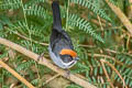 Slaty Brushfinch Atlapetes schistaceus fumidus