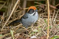 Slaty Brushfinch Atlapetes schistaceus fumidus