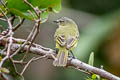Slender-footed Tyrannulet Zimmerius gracilipes gracilipes