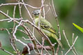 Slender-footed Tyrannulet Zimmerius gracilipes gracilipes