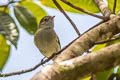 Small-billed Elaenia Elaenia parvirostris