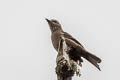 Smoky Bush Tyrant Myiotheretes fumigatus olivaceus