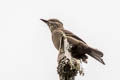 Smoky Bush Tyrant Myiotheretes fumigatus olivaceus