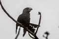 Smooth-billed Ani Crotophaga ani