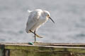 Snowy Egret Egretta thula thula