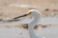 Snowy Egret Egretta thula thula