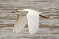 Snowy Egret Egretta thula thula