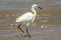 Snowy Egret Egretta thula thula