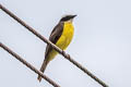 Social Flycatcher Myiozetetes similis similis