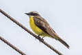 Social Flycatcher Myiozetetes similis similis