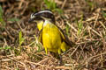 Social Flycatcher Myiozetetes similis similis