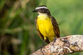 Social Flycatcher Myiozetetes similis similis