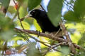 Solitary Cacique Cacicus solitarius