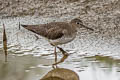 Solitary Sandpiper Tringa solitaria