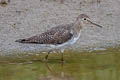 Solitary Sandpiper Tringa solitaria