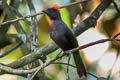 Sooty Ant Tanager Habia gutturalis