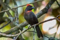 Sooty Ant Tanager Driophlox gutturalis