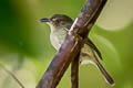 Southern Bentbill Oncostoma olivaceum